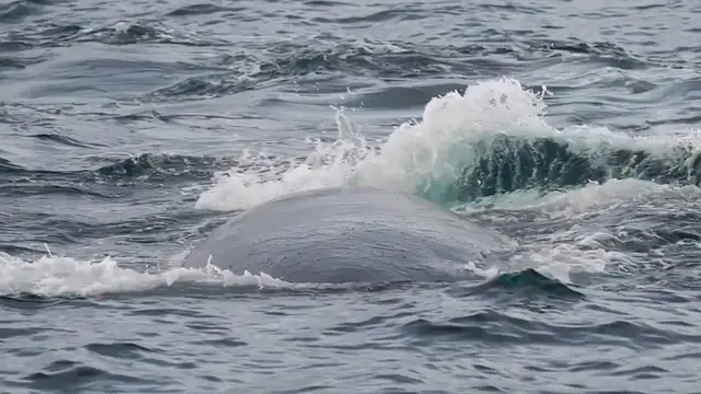 Video thumbnail for Whale Swallows Kayaker – A Shocking Encounter at Sea