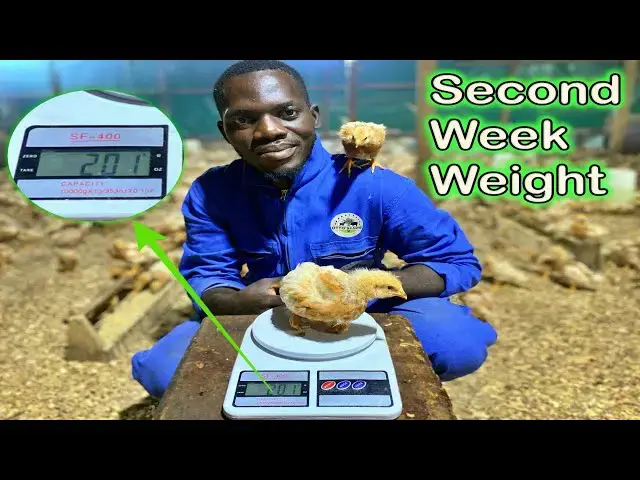 'Video thumbnail for Thriving Beyond Expectations: Weighing Our Layer Chicks at 2 Weeks | Otto's Farms 🌱🐣'