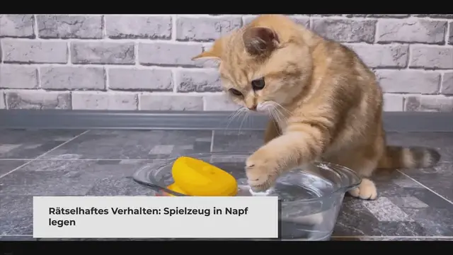 'Video thumbnail for 10 Gründe, warum Katzen Spielzeug in Futter- oder Wassernäpfe legen – Pet Yolo'