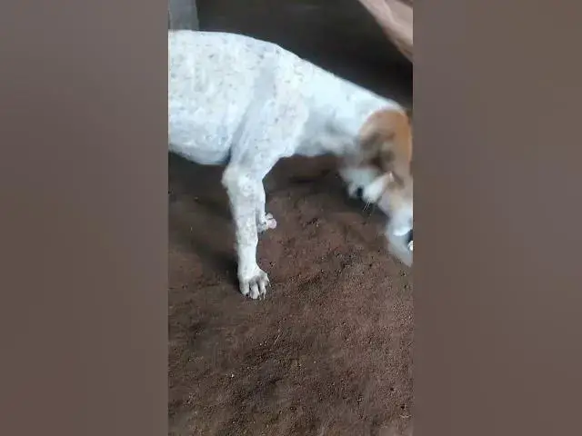 Video thumbnail for Cat & Dog Playing with #cat #shortcat #catchcatch #bitcat  #animals #cute #catlover  #cutecat