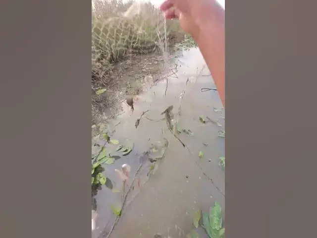 Video thumbnail for Cast net Catch Fish A lot 1  #fish #viralfish #catchingfish #fishgrill #friedfish #redfish