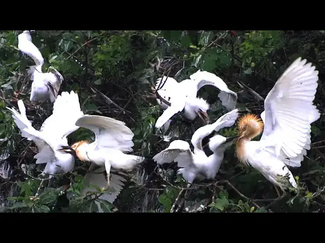 'Video thumbnail for តំបន់សត្វស្លាប ដែលអ្នករស់ខេត្តបន្ទាយមានជ័យ មិនស្គាល់ | Area bird live'