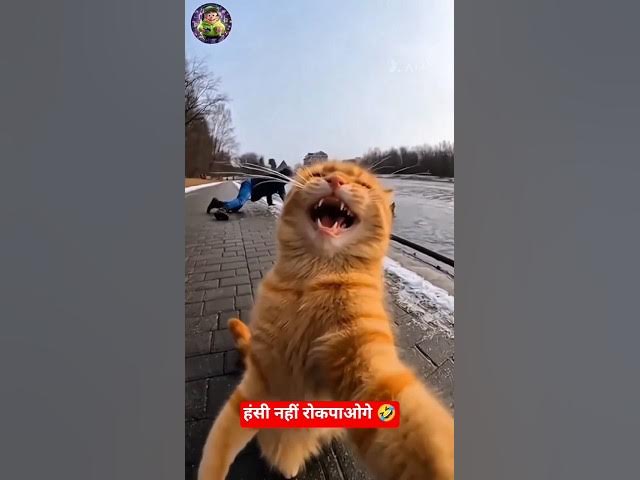 Video thumbnail for जानवरों की कॉमेडी इंटरनेट पर वायरल हो रही है। animal comedy video#शॉर्ट्स #dkbahi#animal💯