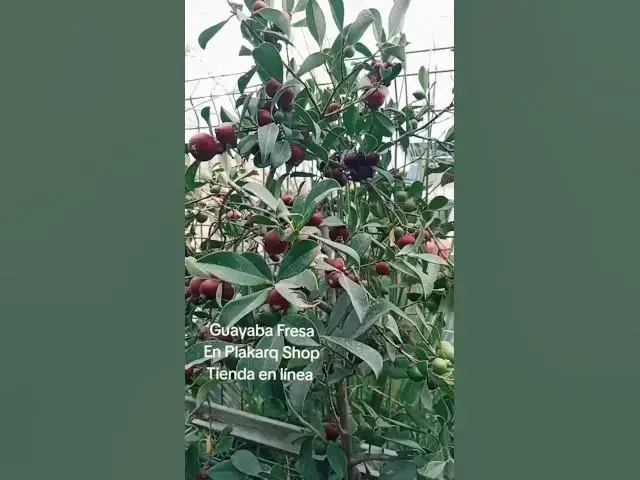 'Video thumbnail for ¿FRUTA al 💯🤣😂.. ?GUAYABA da Negocio💰💸#turorial #emprendimiento #short'