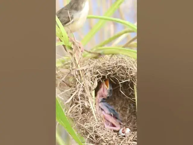 Video thumbnail for Feeling Hungy Food