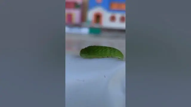 Video thumbnail for Curious caterpillar.🤔🤨😘#shorts