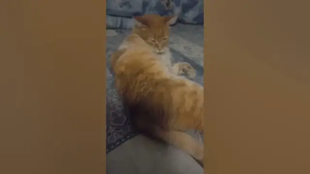 Video thumbnail for Should I Let My Cat Lick Itself?