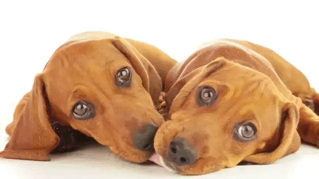 Video thumbnail for The Cutest Dachshund Puppies You'll Have to See to Believe