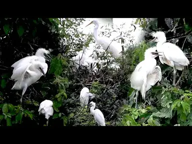 'Video thumbnail for Momy's care babie wild on nest'