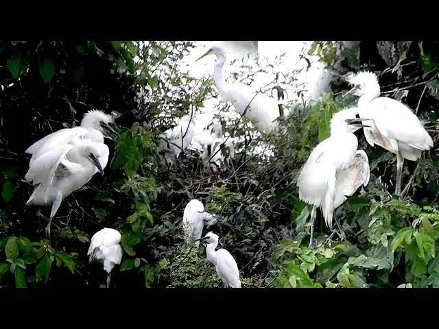 'Video thumbnail for Momy's care babie wild on nest'