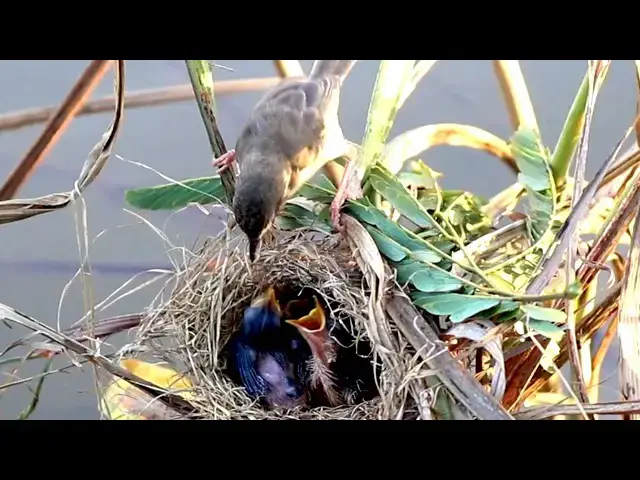 Video thumbnail for The Nest of Brown Bird Ric Life At Field near Lake