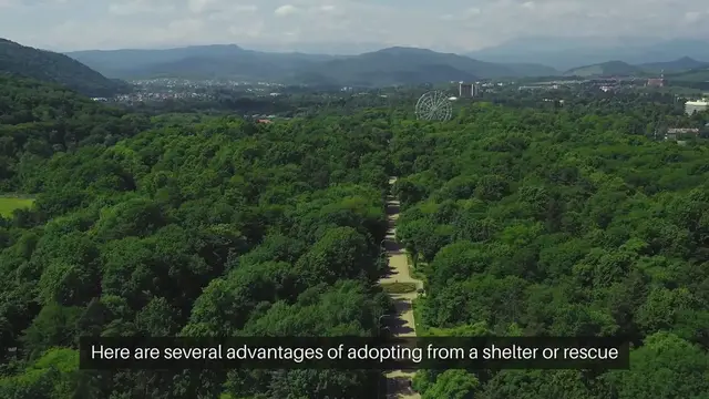 Video thumbnail for Benefits Of Adopting A Shelter Pet