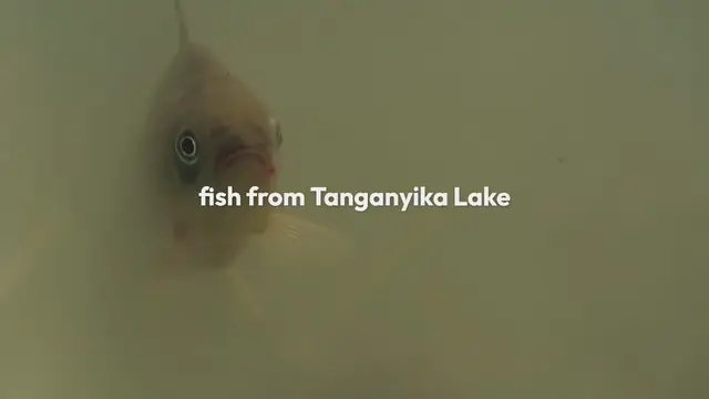 Video thumbnail for Tanganyika Market Experience