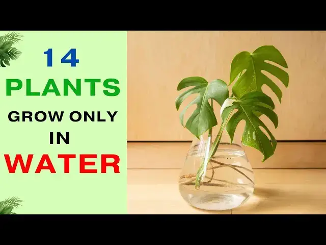 'Video thumbnail for 14 Houseplants That Can Grow in Water | No Soil Needed | Indoor Water Garden.'