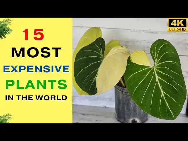 'Video thumbnail for 15 Most Expensive Indoor Plants | Rare Houseplants | Expensive Plants Around The World'