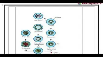 Video thumbnail for 11th Botany Quarterly Exam Answer keys 2018-19 | English Medium | Team Aspirants