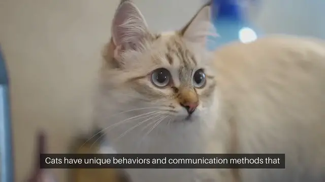 Video thumbnail for Cat Behavior Tips