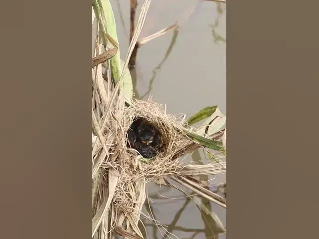 Video thumbnail for Mother Feeding Bird  Babies Wild Bird AP#010  #Nesting #BirdBehavior #BirdWatching #NatureLovers #Wi