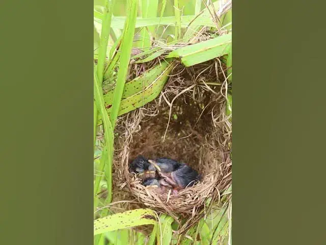 Video thumbnail for Amazing Grown Babies Wild Bird in nest AP#007  #Nesting #BirdBehavior #BirdWatching #NatureLovers #W