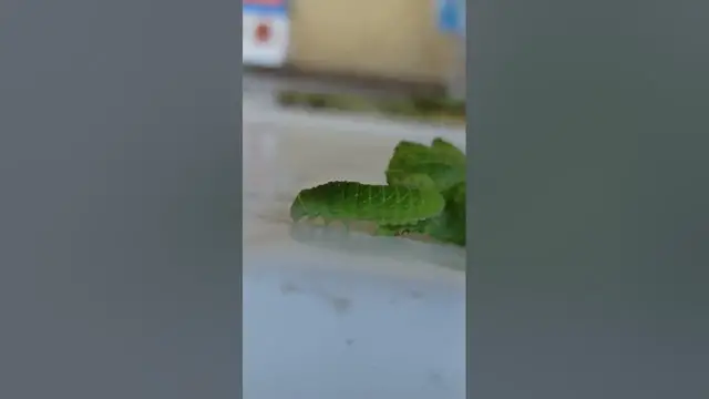 Video thumbnail for Adorable caterpillar😍😘🥰#shorts