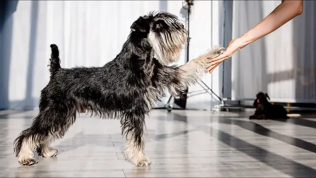 Video thumbnail for Can You Trust a Miniature Schnauzer?