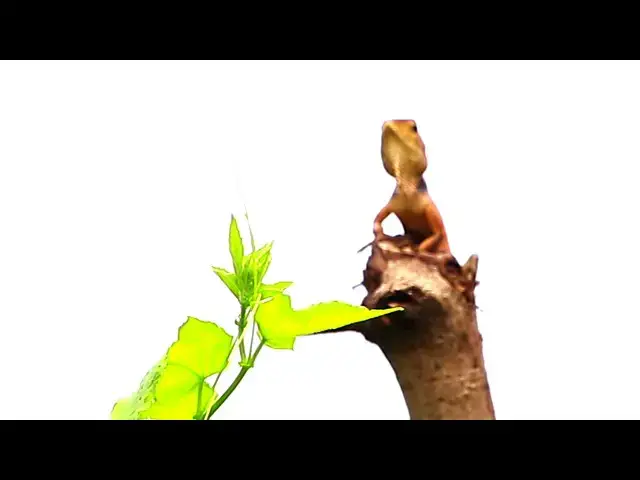 'Video thumbnail for Cute of lizard stay here'