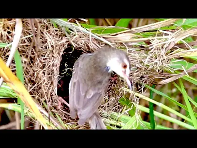 Video thumbnail for Wow Baby Cuckoo birds to cries eat food on nest alot