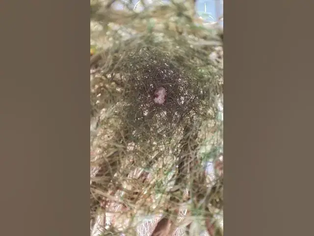 Video thumbnail for Grow Egg Bird in Nest  #birds #nature #shortvideo #viralvideo #birds #farming #wildlife #farmingbird