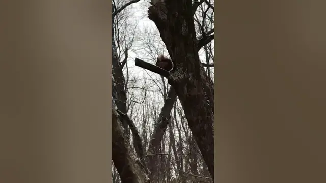 Video thumbnail for Is the Squirrel Smart?