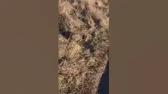 Video thumbnail for Is It OK For Cats to Catch Mice?