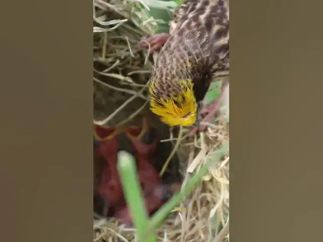 Video thumbnail for Female Golden Bird Feed  #Female #Golden #Feed #Baby #Nest #Start #Results