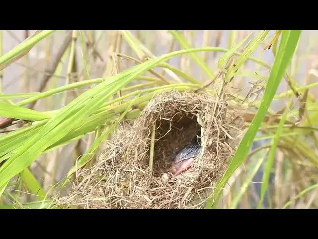 Video thumbnail for Signle   Bird Waoting Feed Eat in Nest When Mother Catch Food To Feed  [ @ViralBirdNest ]