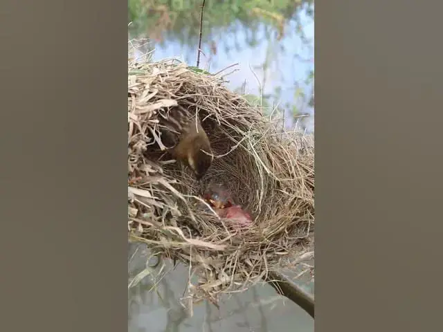 Video thumbnail for Top Bird Sudan Golden Sparrow  E-P#01159 #sparrow #bird #goldenbird #goldemspattow #cutebird #nestbi