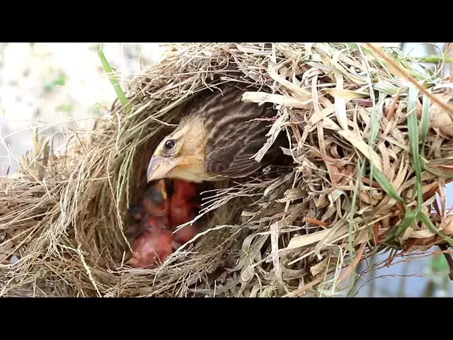 Video thumbnail for All Egg Yellow Bird Sparrow In Nest // Discover the Majestic Sudanese Golden Sparrow