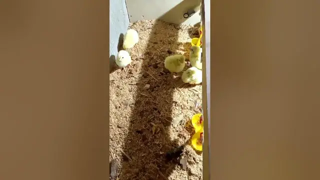 Video thumbnail for Sweet chickens😍😘🥰#shorts