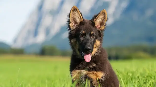 Video thumbnail for Types of German Shepherd Feeding