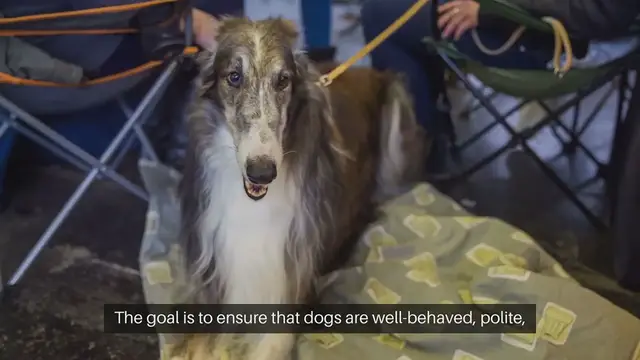 Video thumbnail for Dog Manners Training