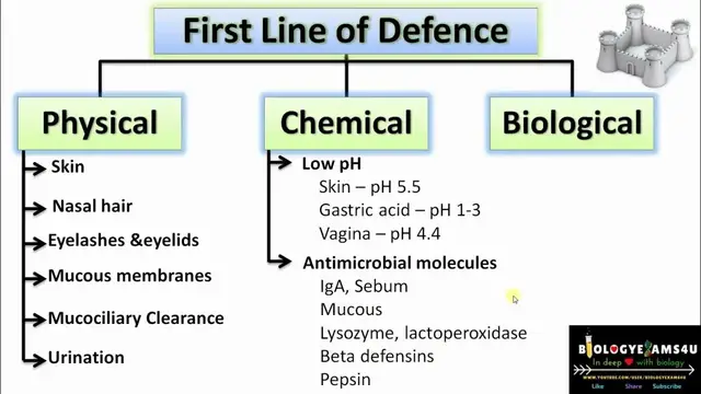 'Video thumbnail for First Line of Defense of Immune System: An Overview || Immunology Rapid Revision @biologyexams4u'
