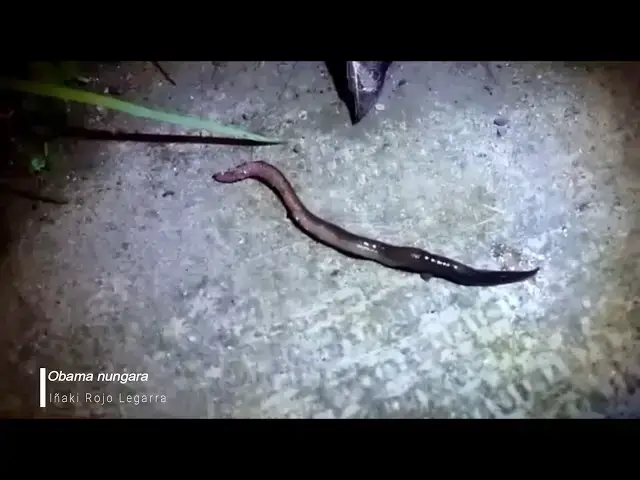 Video thumbnail for Obama nungara