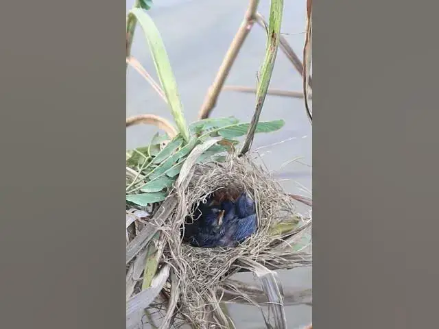 Video thumbnail for Babies Bird on Nest #Babies  #Nesting #BirdBehavior #BirdWatching #NatureLovers #Wildlife #BirdLife