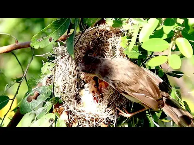 'Video thumbnail for Mother's protect or clean nest to eat food on nest'
