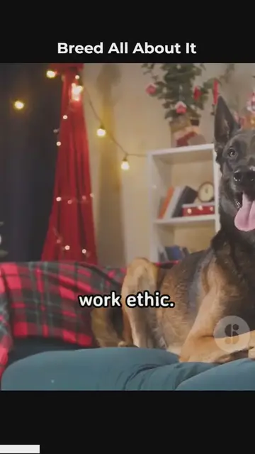'Video thumbnail for breed all about it (1)'
