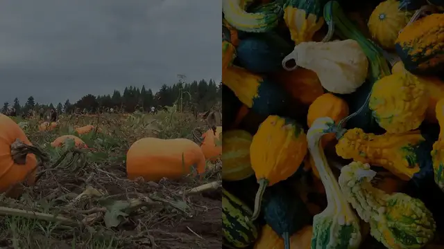 Video thumbnail for Pumpkin Patch: The Great Orange Adventure