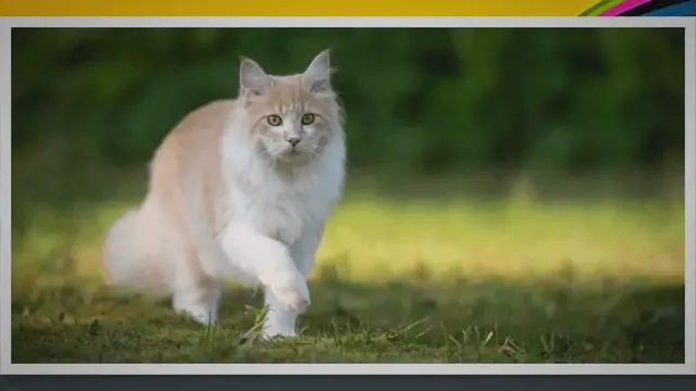 Video thumbnail for Solensia für Katzen: Übersicht, Dosierung und Nebenwirkungen – Pet Yolo