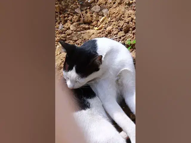 Video thumbnail for Cat cleaning yuor self #cat #cateat #viralcat #topcat #catlife #shortcat  #fredingcat