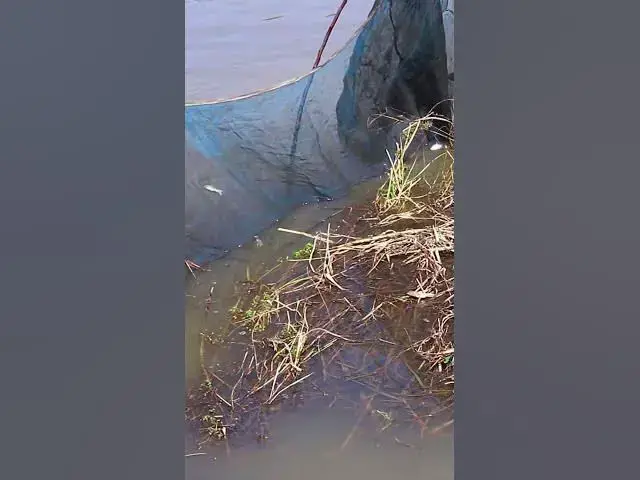 Video thumbnail for EP019 Omg a lot fish  #fish #alotfish #cathfish #shortfish