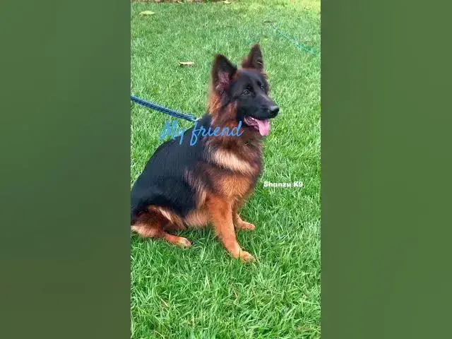 Video thumbnail for #dogs #animals