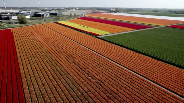 'Video thumbnail for How To Plant Tulip Bulbs In Containers'