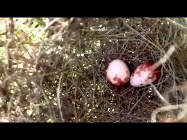 Video thumbnail for Baby Cries Feed in Nest at Field // Yellow Baby Bird Waiting Feed in Nest  @ViralBirdNest