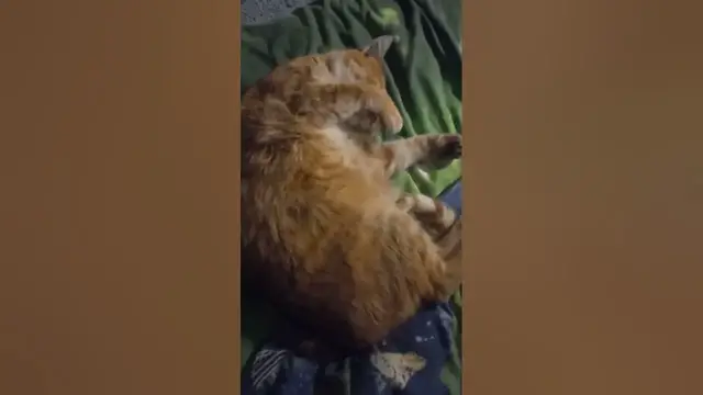 Video thumbnail for Is it OK to Wake UP a Sleeping Cat?